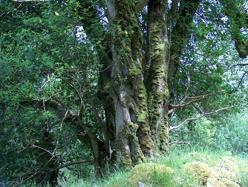 Killarney National Park, Tomies Oakwood