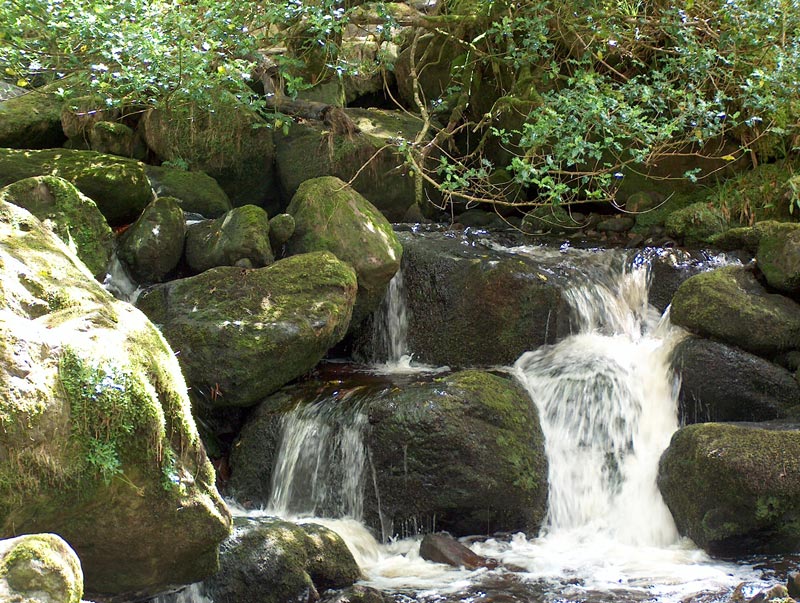 Killarney National Park, Tomies Oakwood