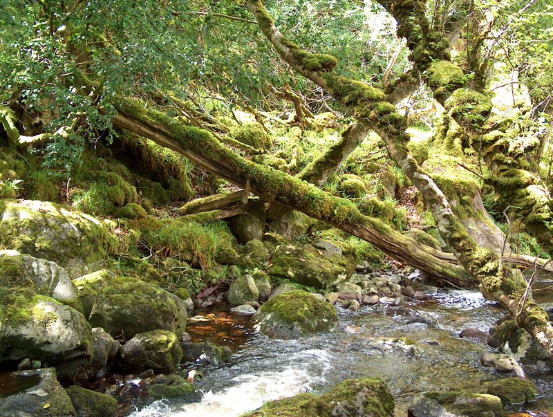 Killarney National Park, Tomies Oakwood