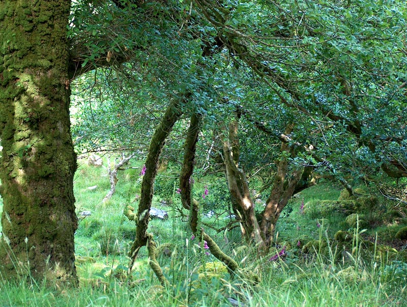 Killarney National Park, Tomies Oakwood