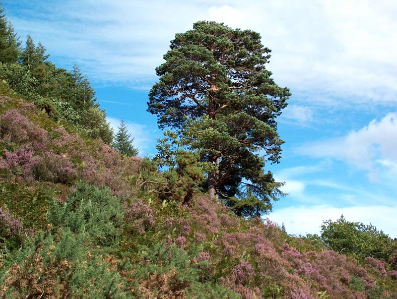 Glendalough